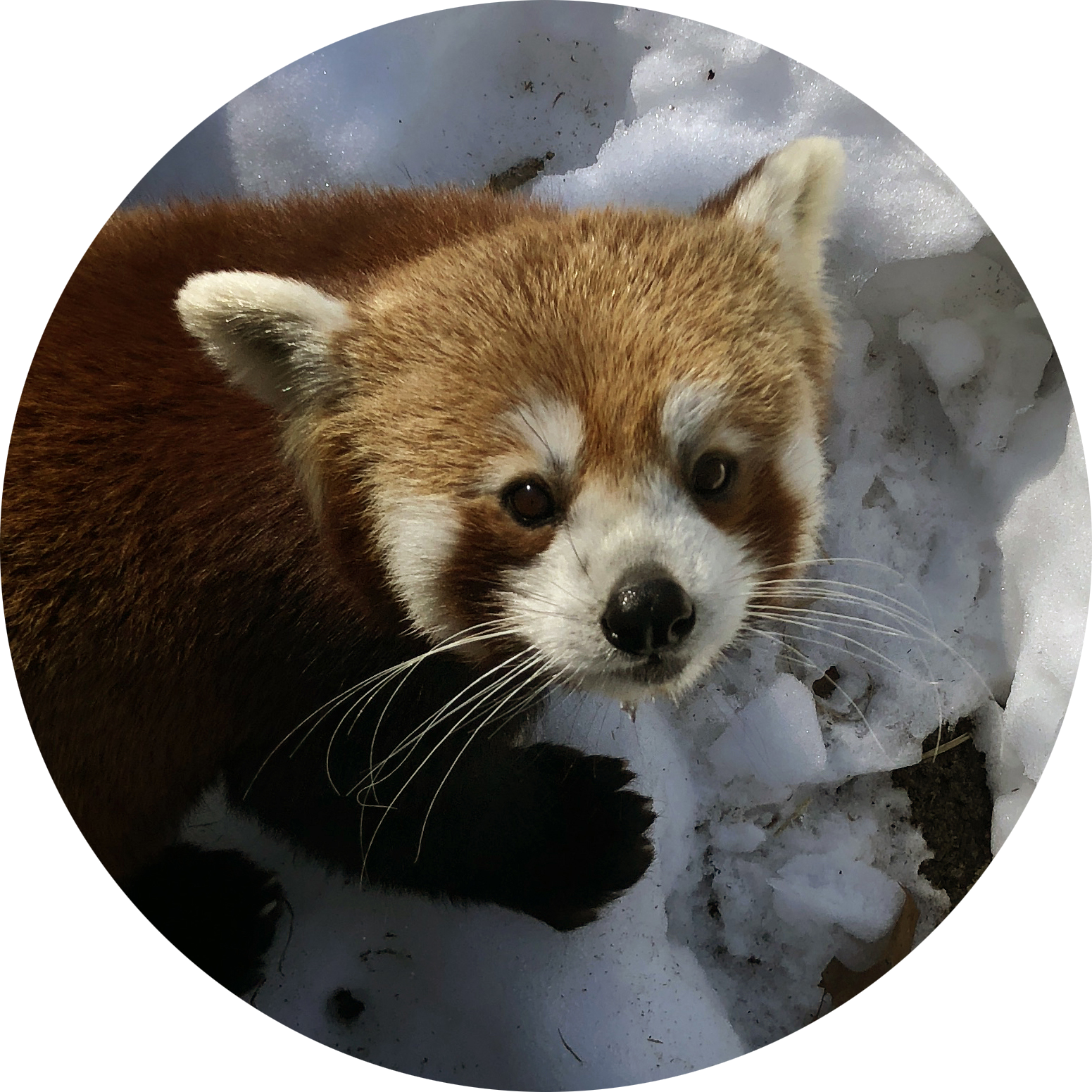 red panda